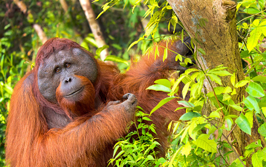 Could Bigfoot Be an Orangutan?