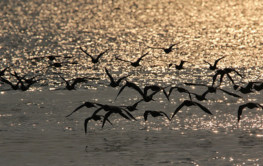 Pacific Ocean–Great Theater of Bird Migration