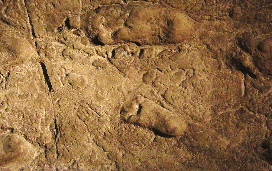 Laetoli Footprints Left by Humans, Not Bears