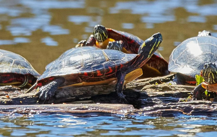 Why Do Turtles Live So Long?