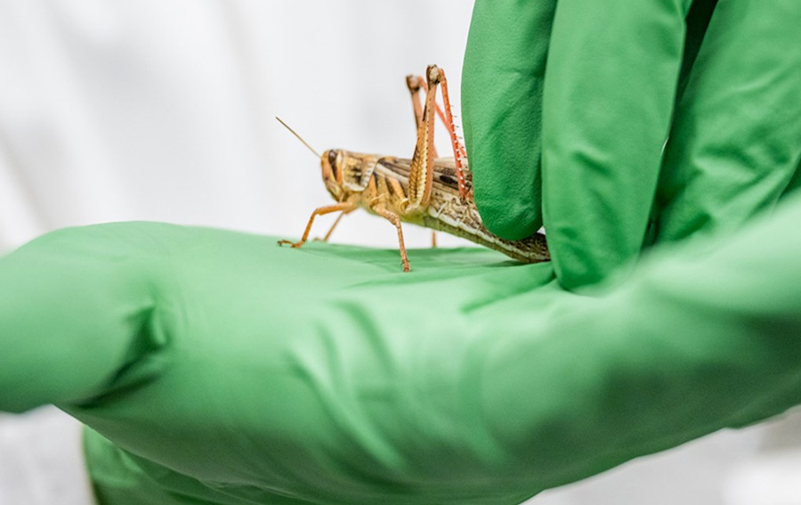 Can Locusts Smell Human Cancer?