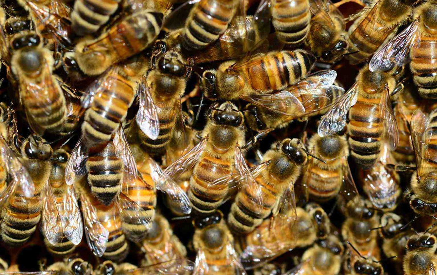 Honey Bee Life Span Dramatically Shorter