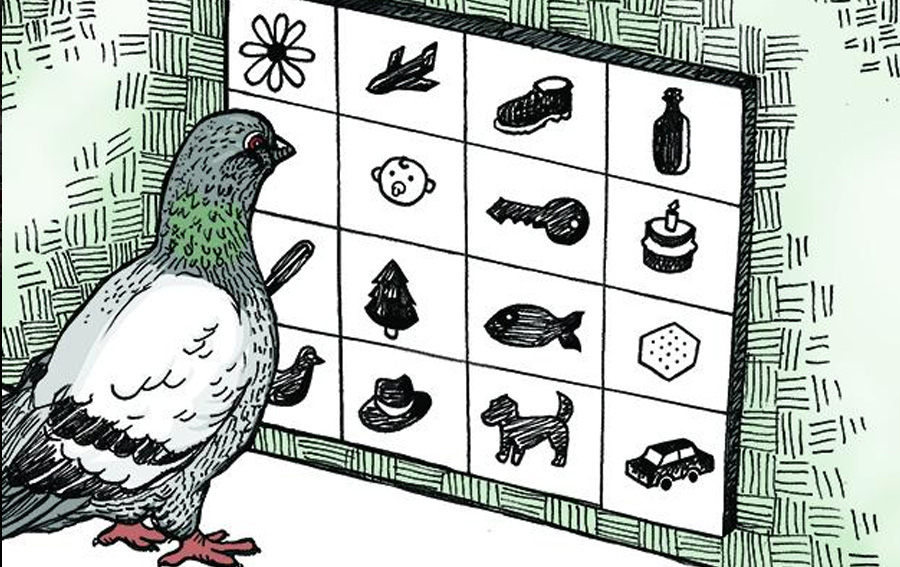 Can Pigeons Compete with Artificial Intelligence?