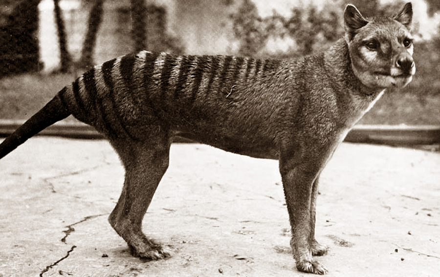 Tasmanian Tiger, Blog
